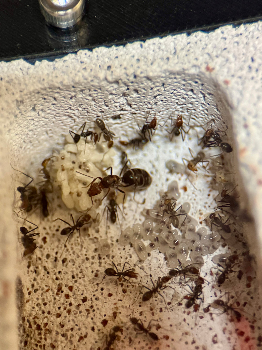 Complete starter setup - Ant Nest/Formicarium (Small) Ytong/Hebel