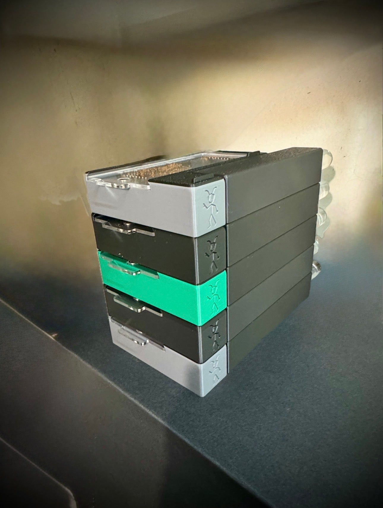 Queen Ant Starter/Founding Arboreal Test Tube/Outworld