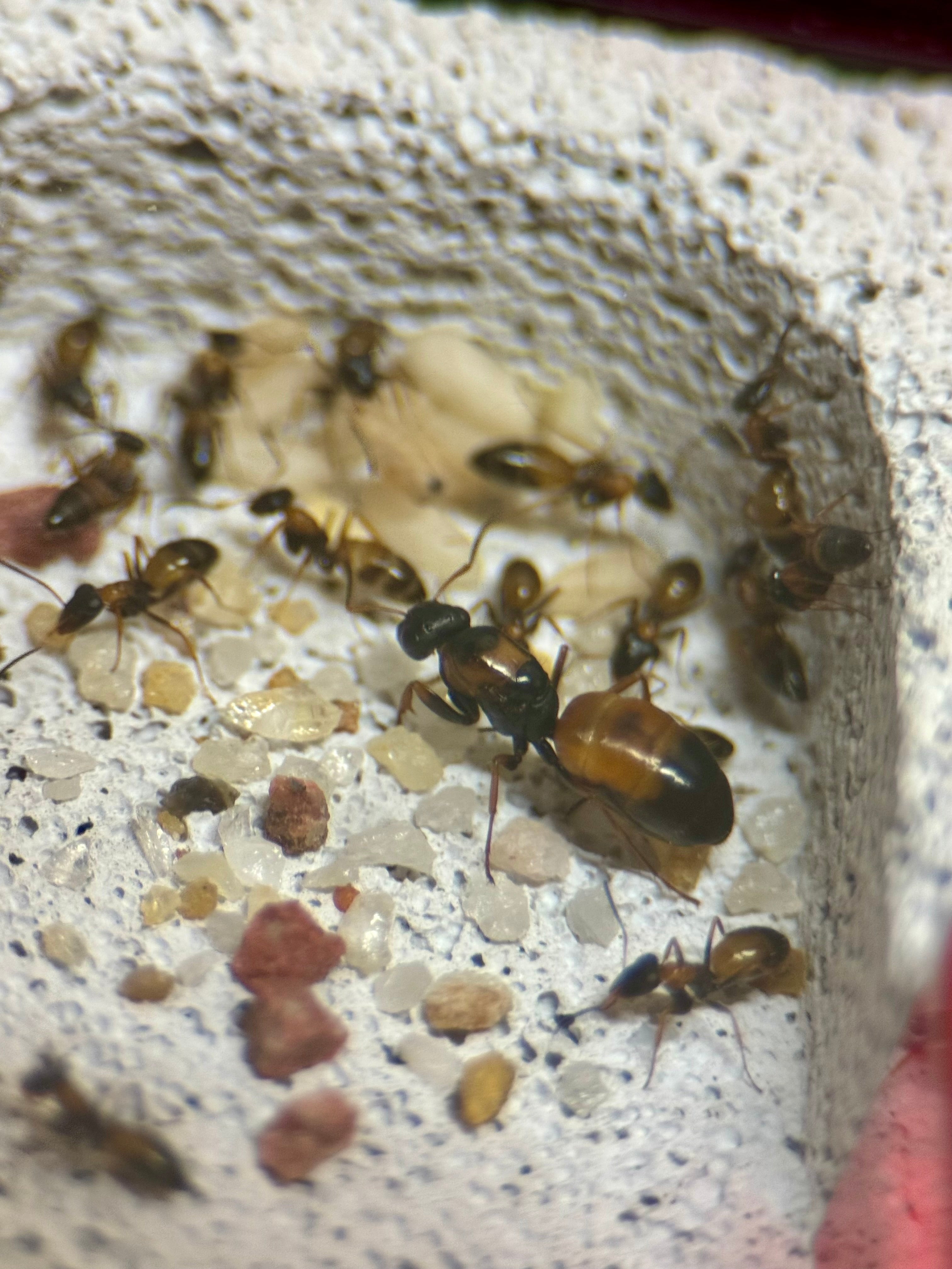 Complete starter setup - Ant Nest/Formicarium (Small) Ytong/Hebel