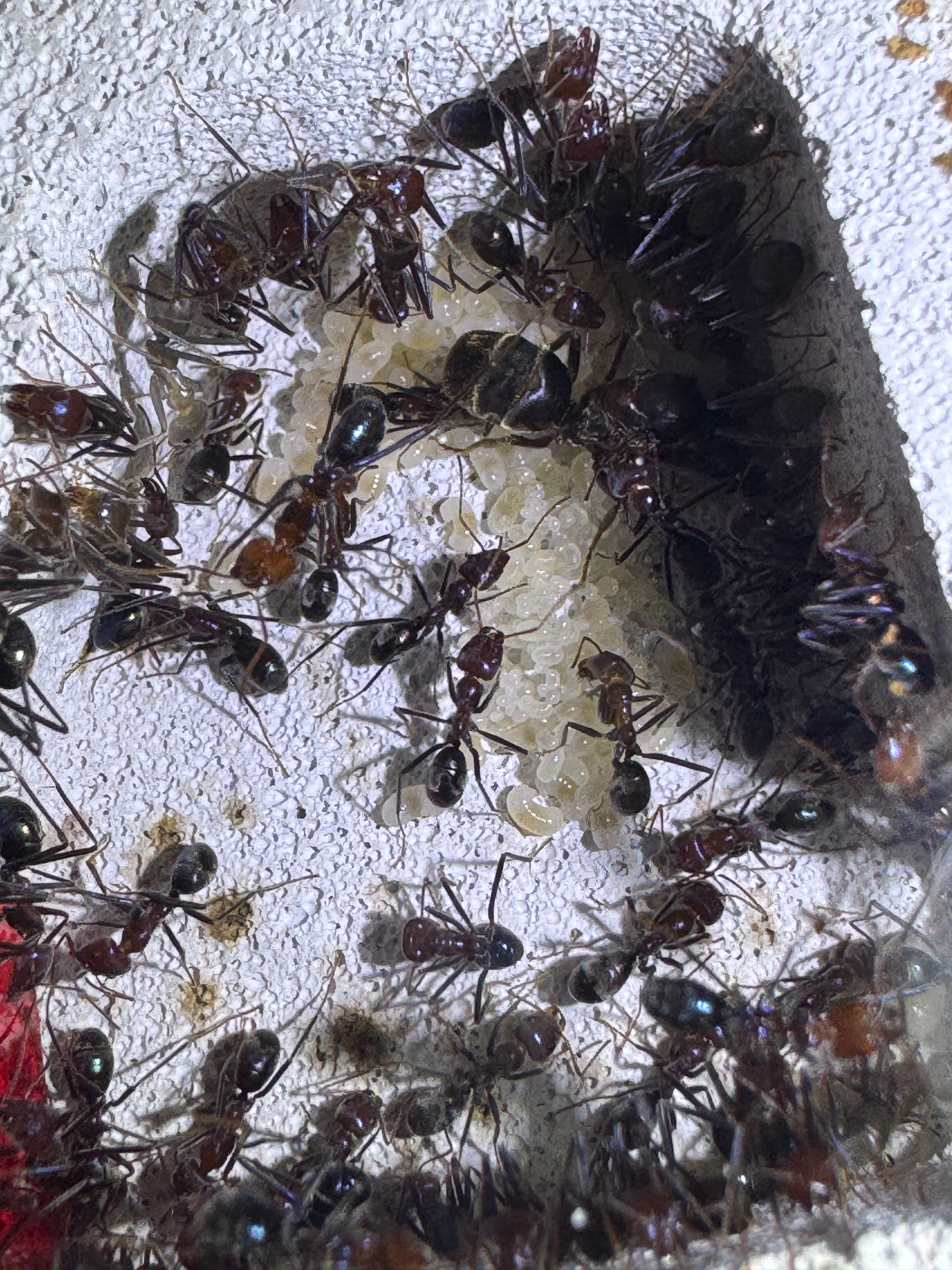 Core Terra M+ - Ytong (Medium - Large Species) Ant Nest/Formicarium