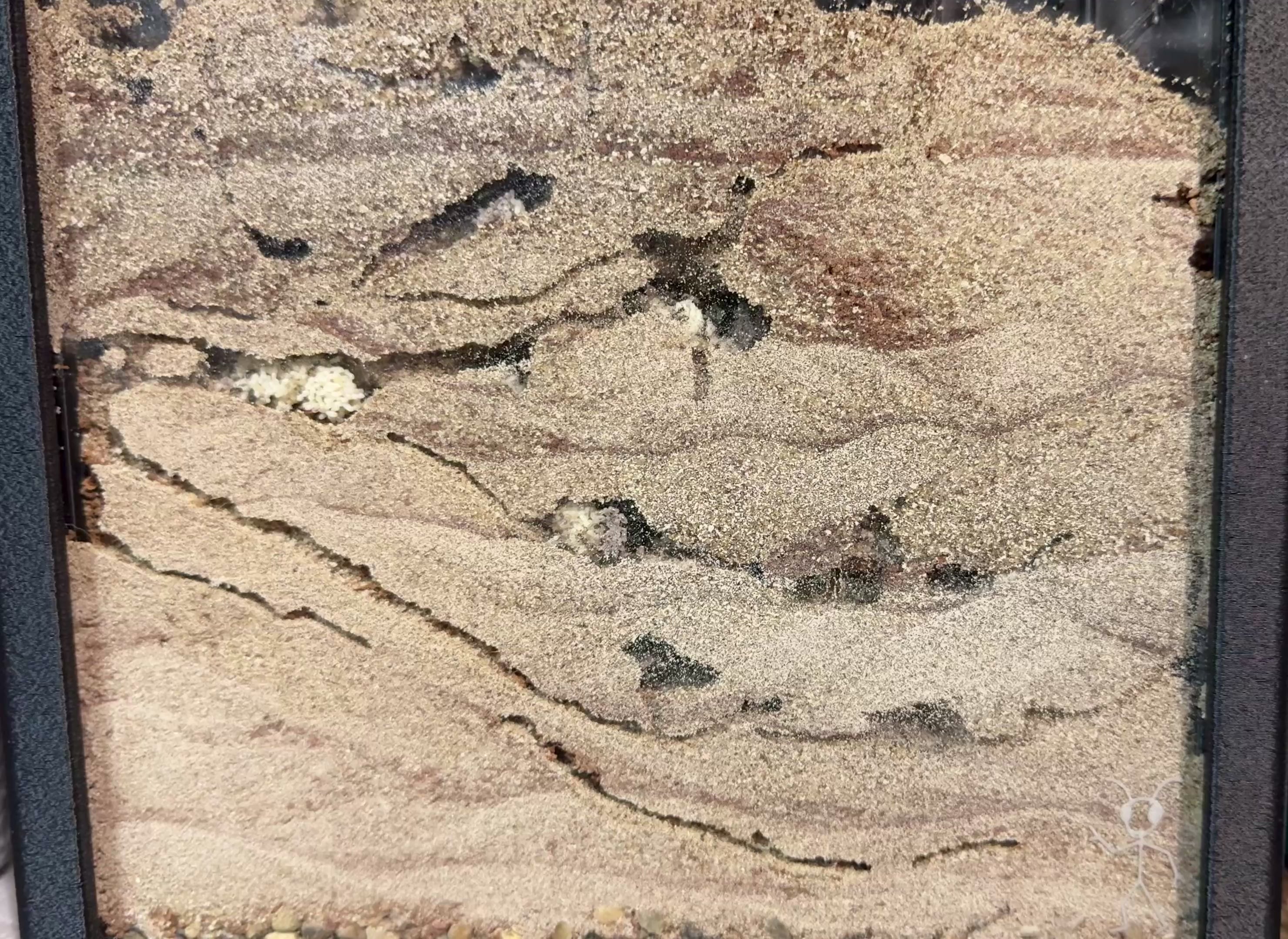 Core Strata - Vertical Substrate (Compact) Ant Nest/Formicarium